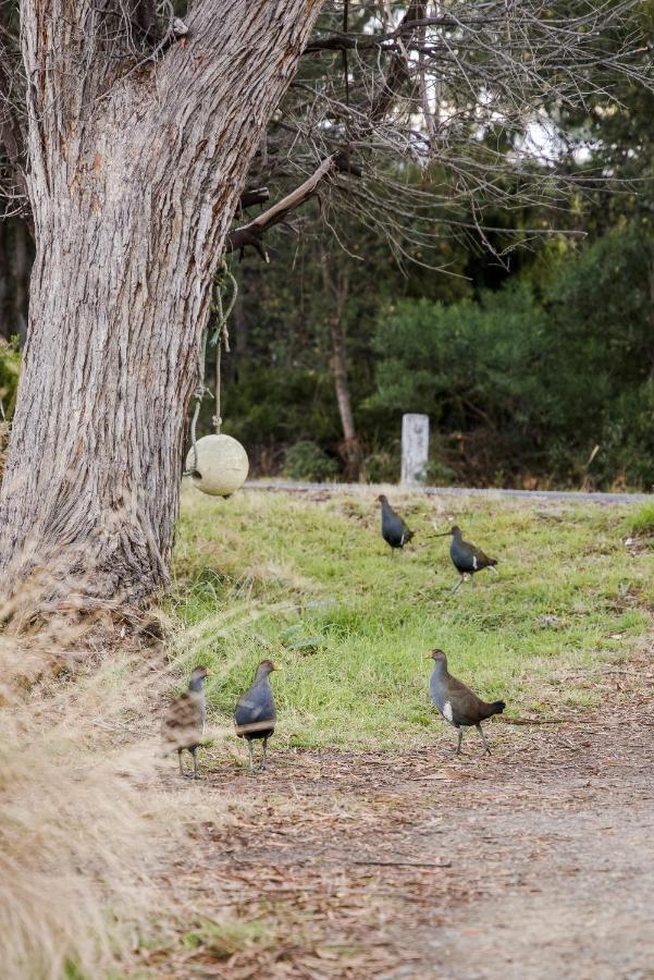 Lawrence Creek Cottage Bruny Island Simpsons Bay 외부 사진